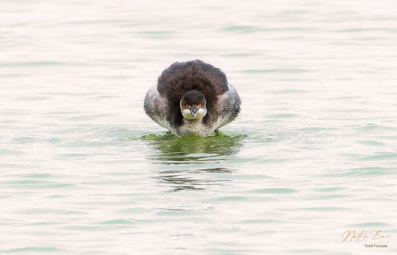 Grèbe à cou noir sur le lac de Castelnau